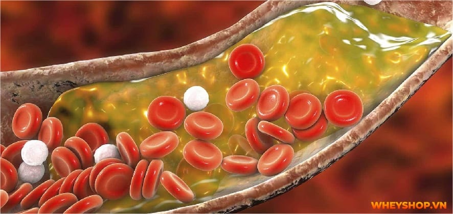 Điền kinh là gì? Chắc hẳn không ít người đã nghe về môn thể thao này, thậm chí thời trung học còn phải thi bộ môn này. Hãy cùng WheyShop tìm hiểu....