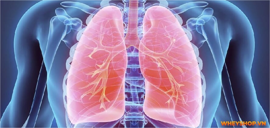 Điền kinh là gì? Chắc hẳn không ít người đã nghe về môn thể thao này, thậm chí thời trung học còn phải thi bộ môn này. Hãy cùng WheyShop tìm hiểu....