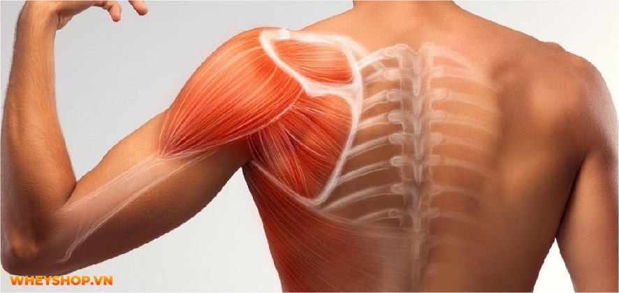 Điền kinh là gì? Chắc hẳn không ít người đã nghe về môn thể thao này, thậm chí thời trung học còn phải thi bộ môn này. Hãy cùng WheyShop tìm hiểu....