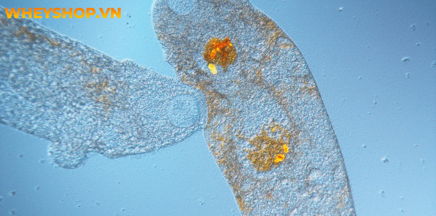 Cá hồi là tên một loại cá đỏ, mềm, săn chắc và do chứa nhiều thành phần dinh dưỡng cho sức khỏe. Tuy nhiên, câu hỏi đặt ra là ăn cá Hồi sống có tốt không và...