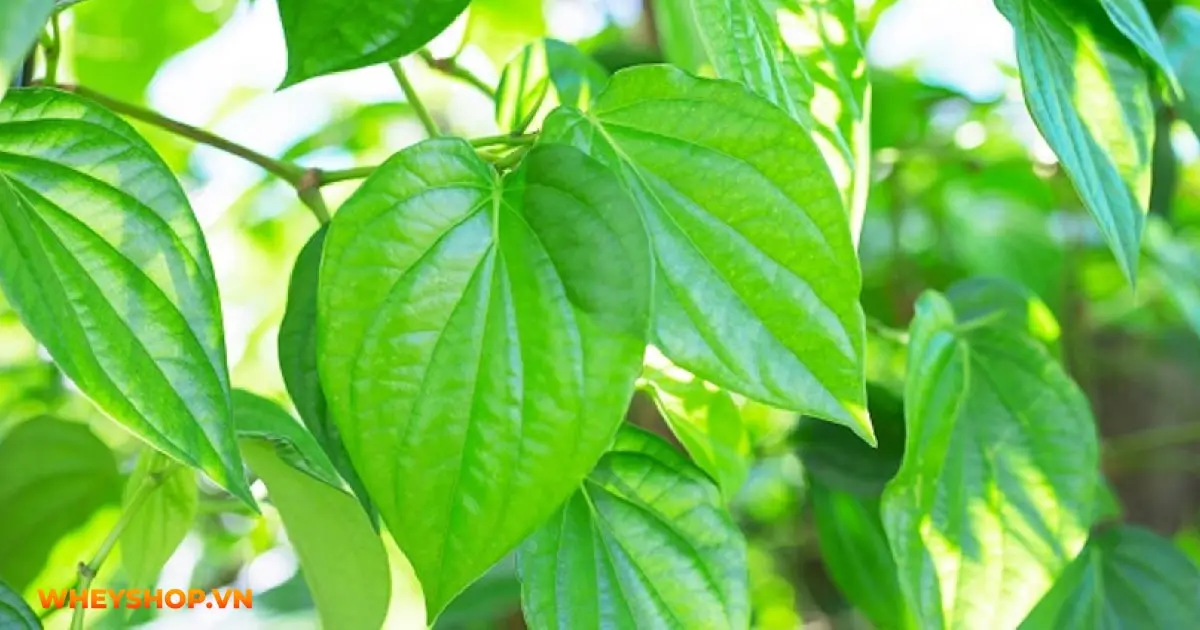 giai-dap-thac-mac-vi-sao-mong-chan-bi-gon-song-03-min