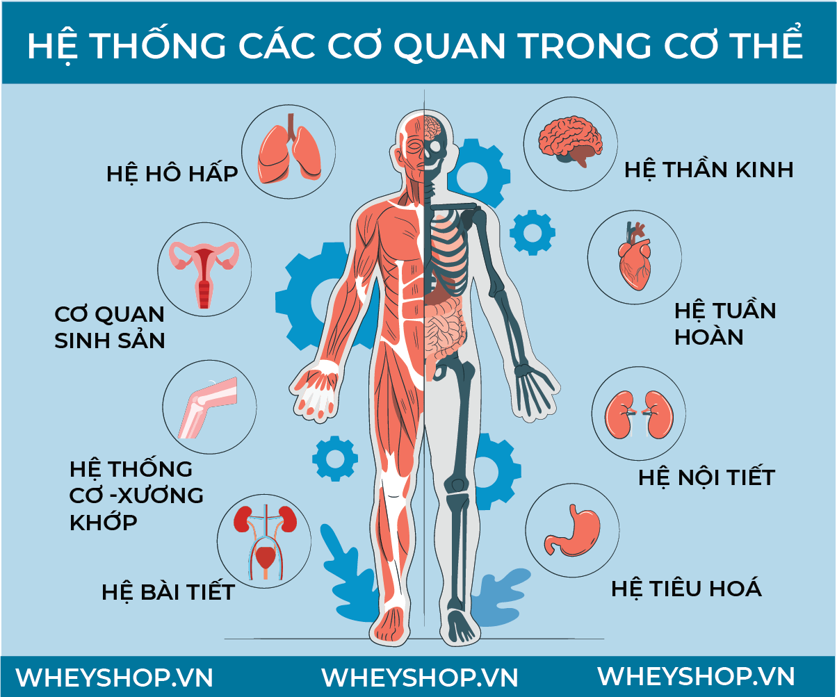 Nếu bạn đang tìm hiểu về cấu tạo cơ thể người thì bài viết sau đây, WheyShop sẽ giải đáp chi tiết mọi thắc mắc về cấu tạo cơ thể người ...