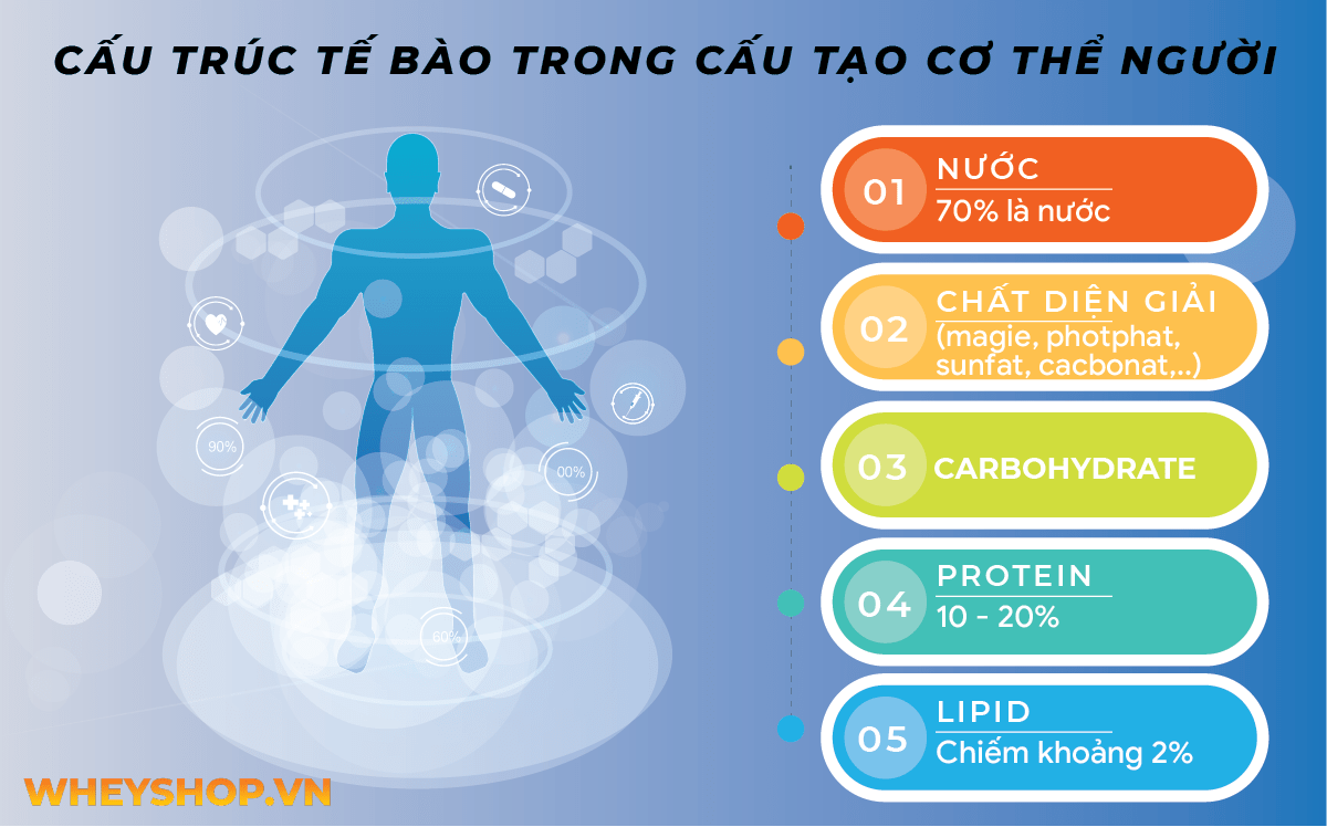 Nếu bạn đang tìm hiểu về cấu tạo cơ thể người thì bài viết sau đây, WheyShop sẽ giải đáp chi tiết mọi thắc mắc về cấu tạo cơ thể người ...