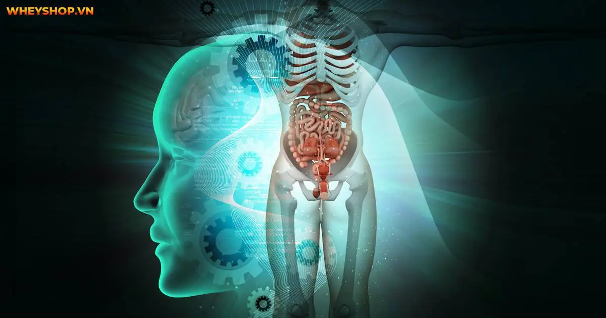 giai-ma-cau-tao-co-the-nguoi-chi-tiet-nhat-3