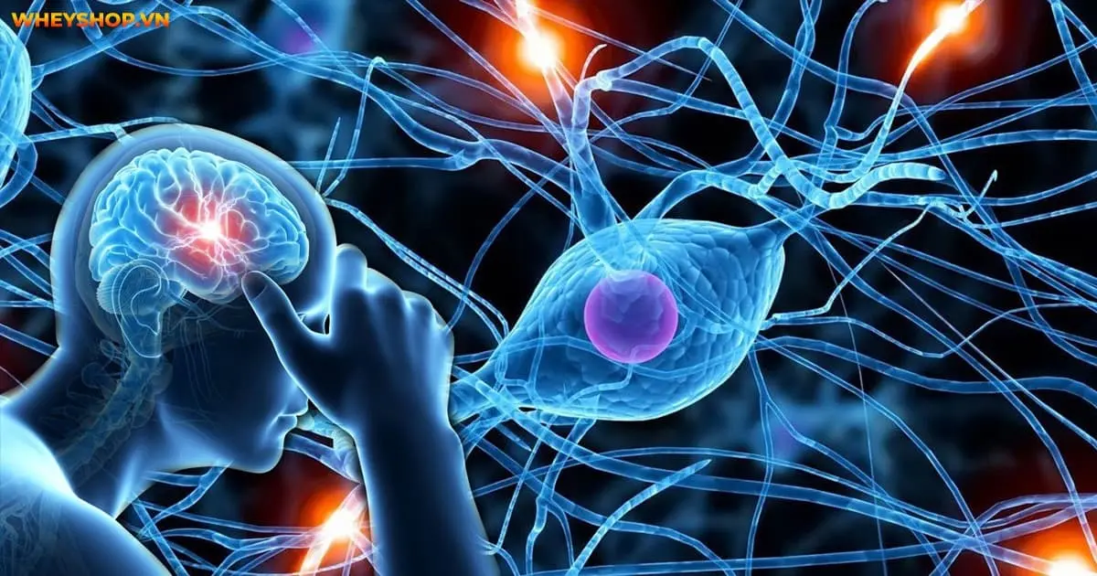 giai-ma-cau-tao-co-the-nguoi-chi-tiet-nhat-3