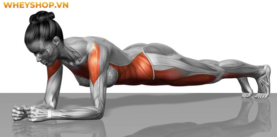Planks từ lâu đã được xem như bài tập chuyên dụng cho vùng bụng với hiệu quả tăng sức bền cho cơ bụng, cơ bắp tay và cơ đùi, Planks ngày càng được phổ biến...