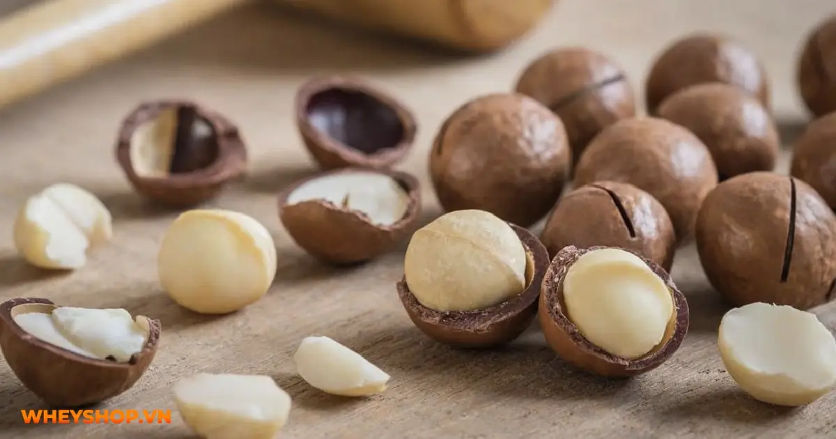 hat-macca-la-gi-04-min