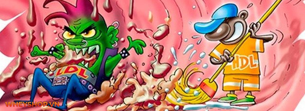 HDL cholesterol là gì? Tìm hiểu vai trò, lợi ích của HDL Cholesterol và dinh dưỡng và tập luyện thế nào để nâng cao nồng độ HDL Cholesterol cho người tập gym?