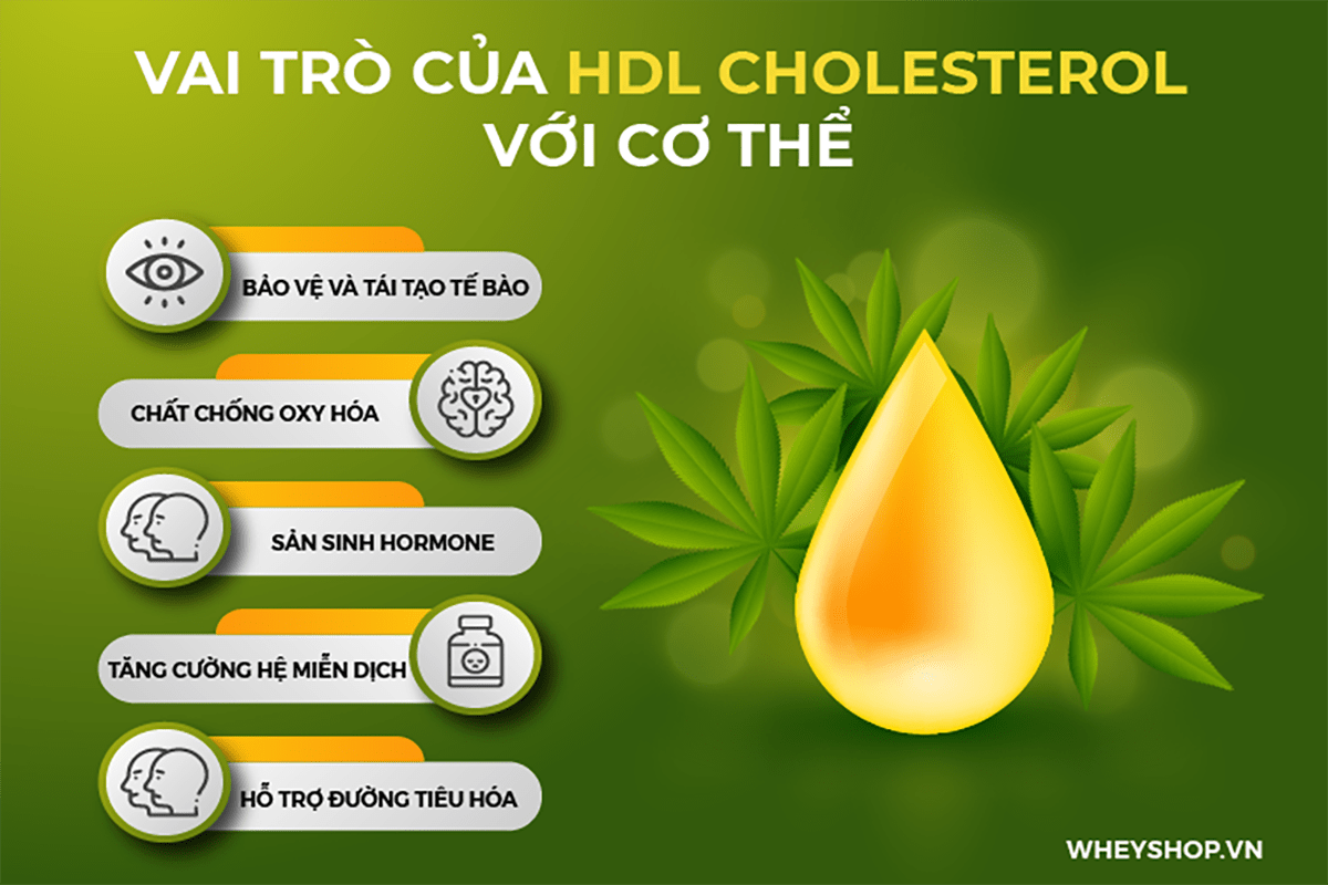 HDL cholesterol là gì? Tìm hiểu vai trò, lợi ích của HDL Cholesterol và dinh dưỡng và tập luyện thế nào để nâng cao nồng độ HDL Cholesterol cho người tập gym?
