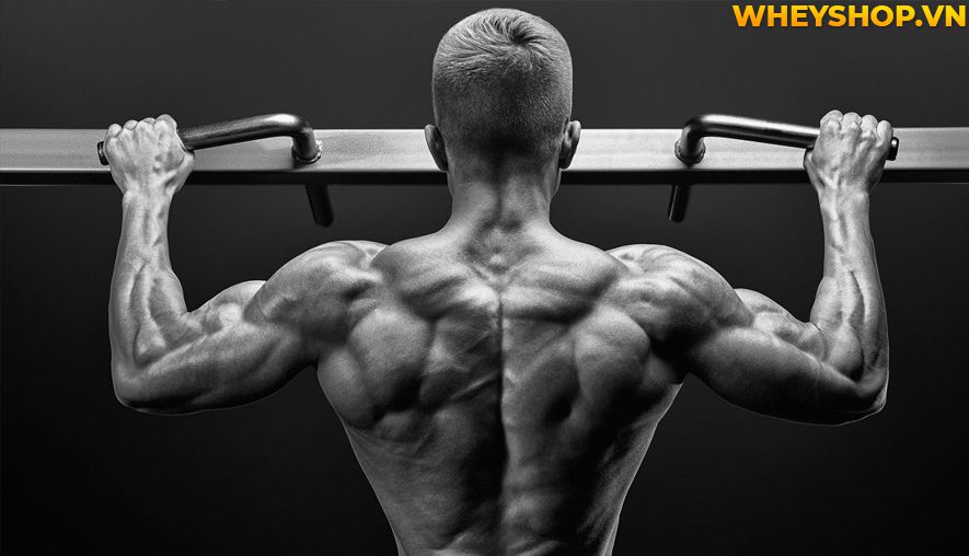 Nếu bạn đang băn khoăn hít xà đơn có tác dụng gì thì hãy cùng WheyShop tìm hiểu 10 tác dụng của hít xà đơn qua bài viết...