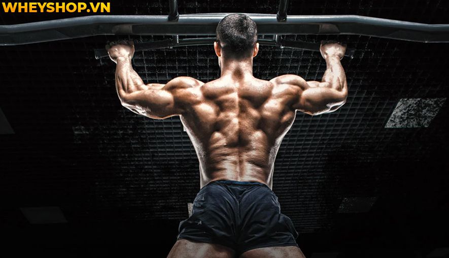 Nếu bạn đang băn khoăn hít xà đơn có tác dụng gì thì hãy cùng WheyShop tìm hiểu 10 tác dụng của hít xà đơn qua bài viết...