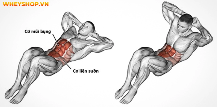 Gập bụng đúng cách là một trong những bài tập giúp giảm mỡ, săn chắc vòng bụng. Trong bài viết này, WheyShop chia sẻ và hướng dẫn gập bụng đúng cách...