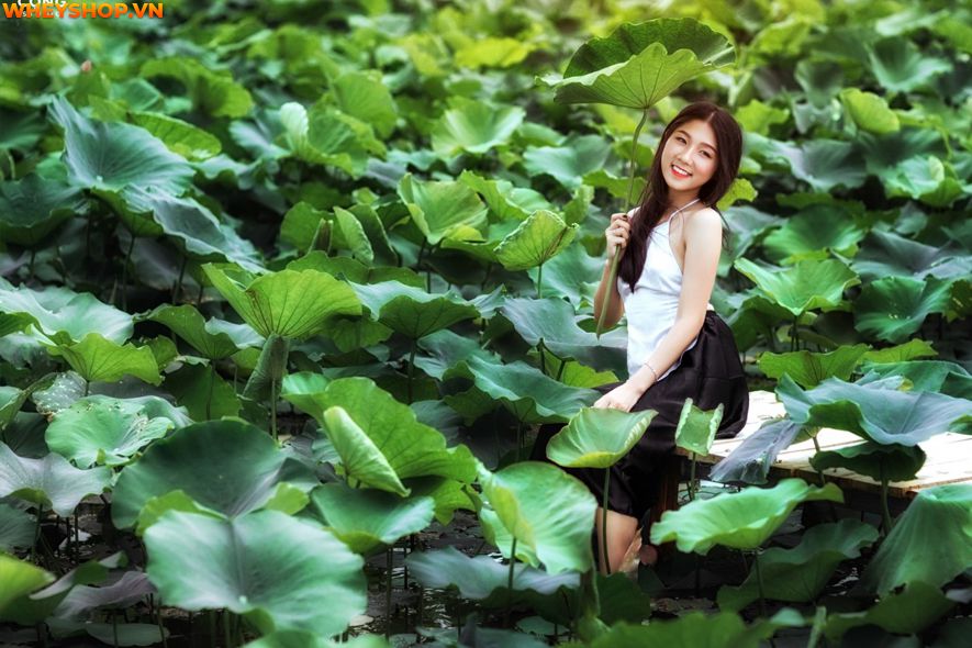 Mùa sen thường bắt đầu từ đầu tháng 6 đến tháng 10 hàng năm, nên ai cũng mong muốn có được những tấm hình thật đẹp với loại quốc hoa này. Xin mời các bạn hãy...