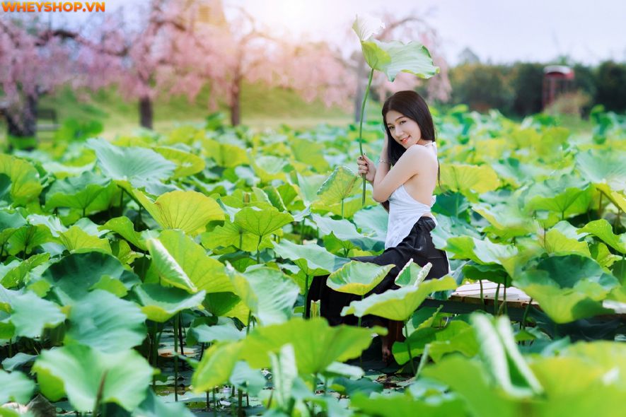 Mùa sen thường bắt đầu từ đầu tháng 6 đến tháng 10 hàng năm, nên ai cũng mong muốn có được những tấm hình thật đẹp với loại quốc hoa này. Xin mời các bạn hãy...