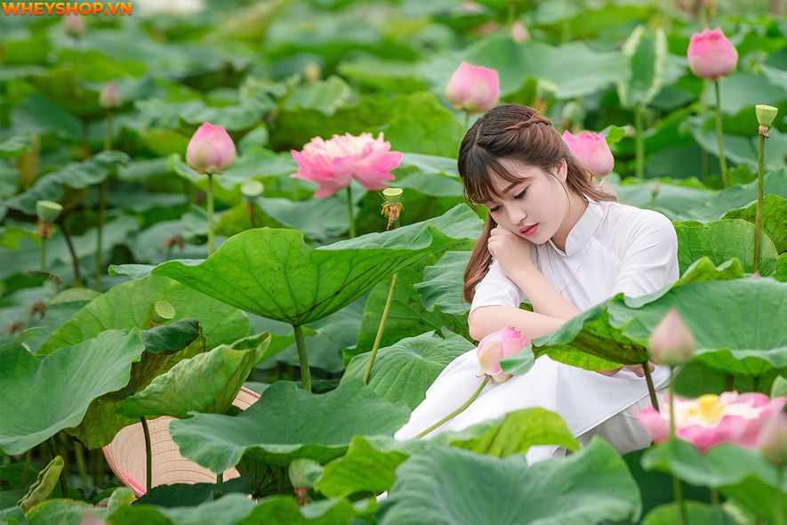 Mùa sen thường bắt đầu từ đầu tháng 6 đến tháng 10 hàng năm, nên ai cũng mong muốn có được những tấm hình thật đẹp với loại quốc hoa này. Xin mời các bạn hãy...