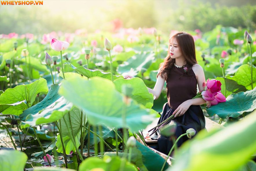 Mùa sen thường bắt đầu từ đầu tháng 6 đến tháng 10 hàng năm, nên ai cũng mong muốn có được những tấm hình thật đẹp với loại quốc hoa này. Xin mời các bạn hãy...