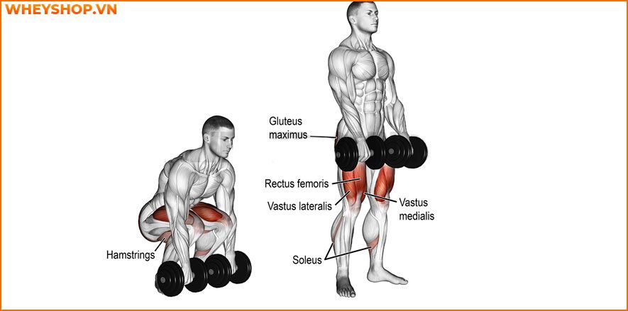 dumbbell deadlift tăng vòng 3