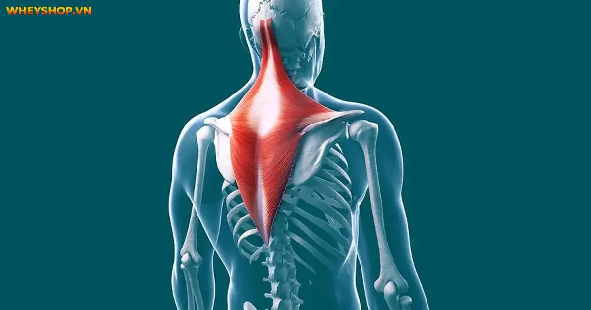 huong-dan-8-bai-tap-co-cau-vai-chuan-ky-thuat-6