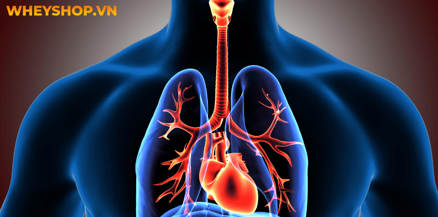 Trong tất cả các kiểu bơi thì kiểu bơi sải được coi là nền tảng cơ bản nhất để các kiểu bơi khác như bơi bướm, bơi ếch,… đạt tốc độ nhanh nhất. tất cả các...