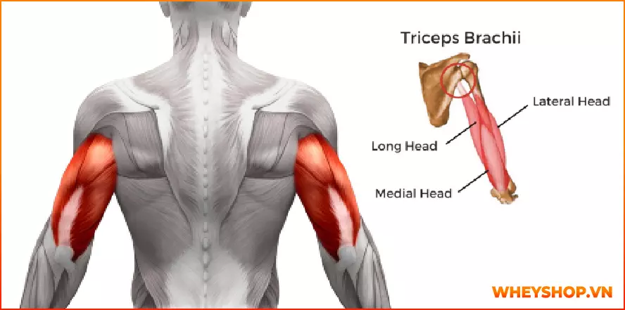 Cơ tam đầu là 1 nhóm cơ lớn hơn giúp bổ sung sức mạnh cho cánh tay trên.Hãy cùng WheyShop gợi ý 13 bài tập cơ tam đầu tại nhà hiệu quả giúp bạn có cánh tay...