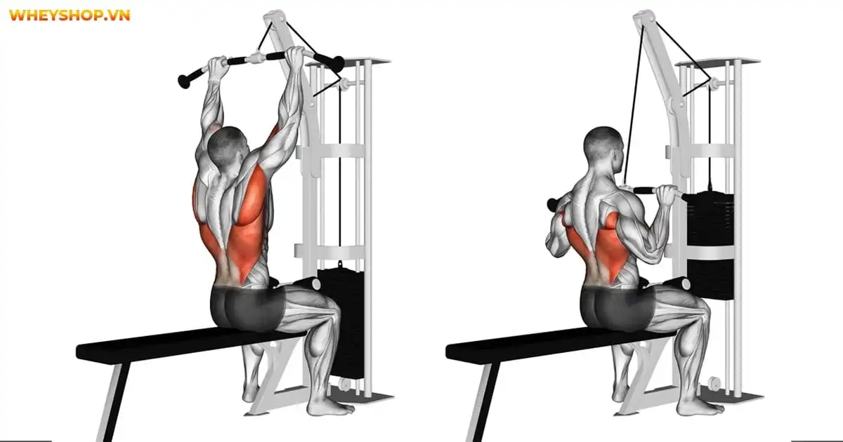 lat-pulldown-la-gi-5