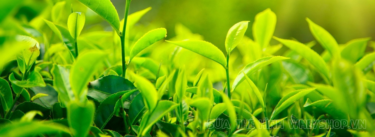 Cùng tìm hiểu ngay lợi ích của trà xanh đối với cơ thể có thể bạn chưa biết, trà xanh giảm cân có tốt không , tìm hiểu chi tiết qua bài viết sau đây...