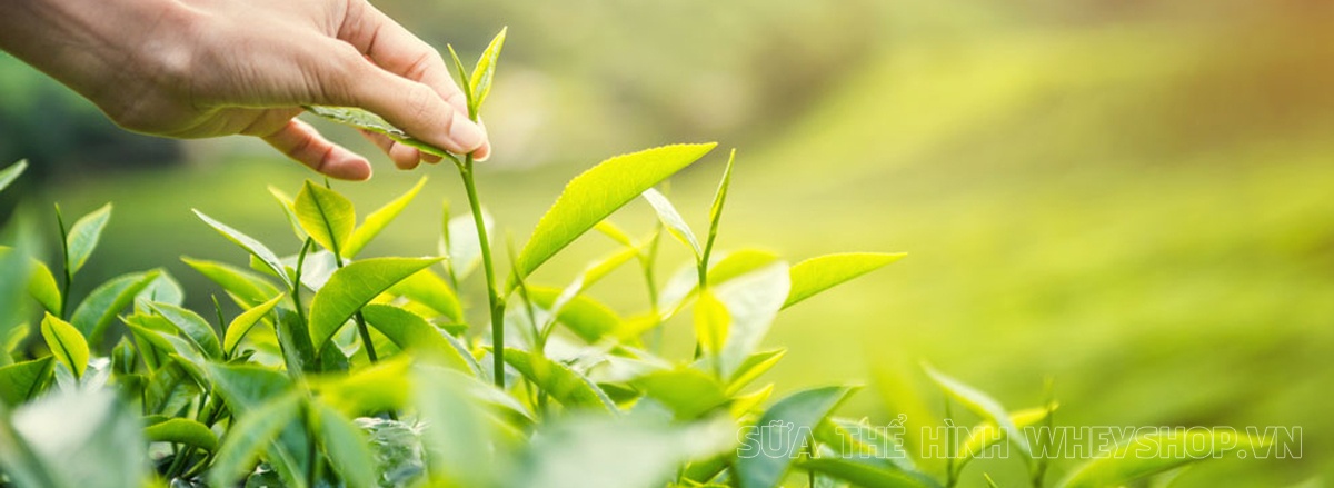 Cùng tìm hiểu ngay lợi ích của trà xanh đối với cơ thể có thể bạn chưa biết, trà xanh giảm cân có tốt không , tìm hiểu chi tiết qua bài viết sau đây...