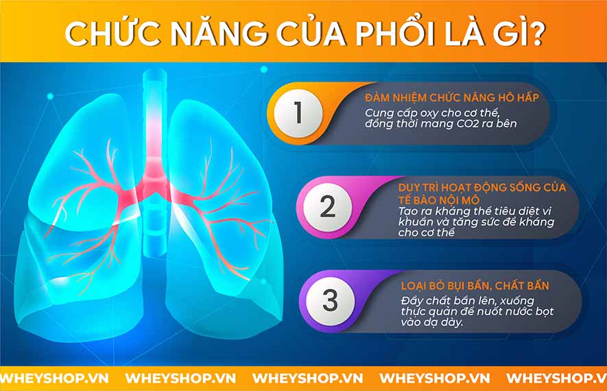 Phổi là cơ quan rất quan trọng trong cơ thể con người. Nếu bạn muốn tồn tại, bạn không thể sống mà không có phổi. Vậy phổi là gì? Nó nằm ở đâu trong cơ thể...