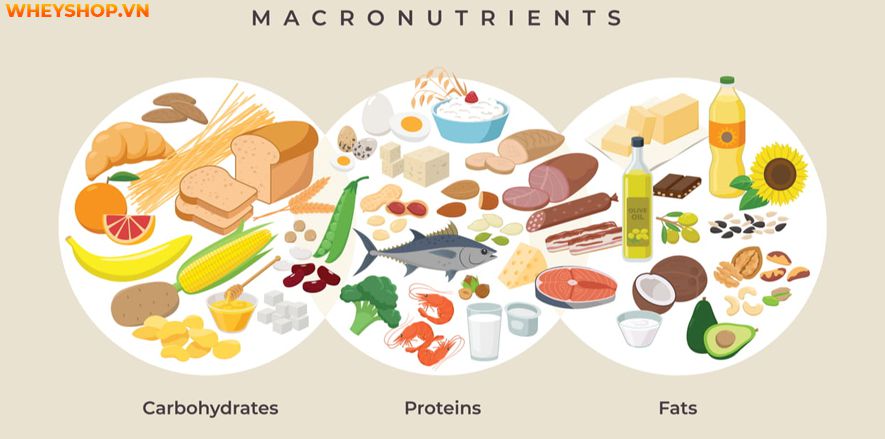 Macro là gì? Tại sao gymer được khuyên phải tính chỉ số Macro trong chế độ dinh dưỡng? Hãy cùng WheyShop tìm hiểu qua bài viết này nhé