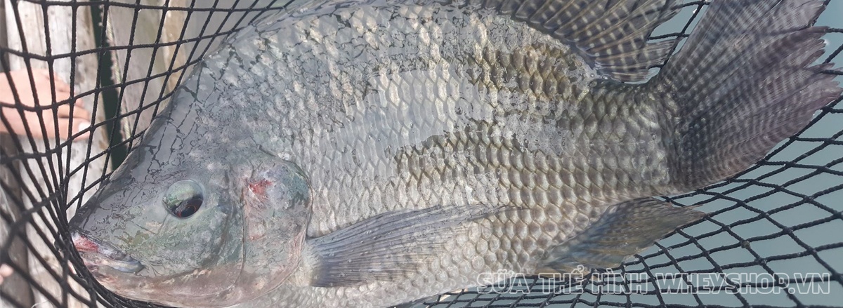 Người tập thể hình nào cũng mong muốn tăng cơ, vậy muốn tăng cơ nên ăn gì? Cùng WheyShop tìm hiểu top 30 thực phẩm tự nhiên tăng cơ hiệu quả nhất qua bài viết..