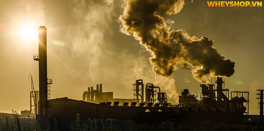 Nếu bạn đang tìm hiểu nguyên nhân của ô nhiễm không khí và cách khắc phục thì hãy cùng WheyShop tham khảo bài viết...