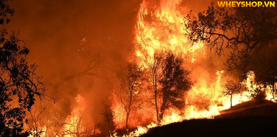 Nếu bạn đang tìm hiểu nguyên nhân của ô nhiễm không khí và cách khắc phục thì hãy cùng WheyShop tham khảo bài viết...