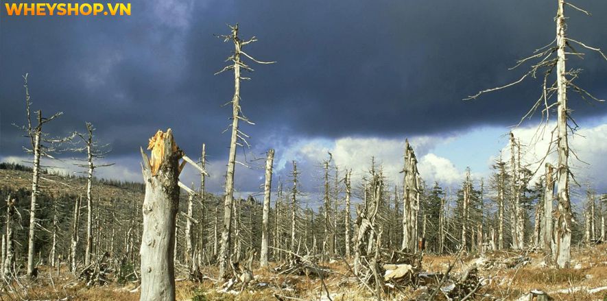 Nếu bạn đang tìm hiểu nguyên nhân của ô nhiễm không khí và cách khắc phục thì hãy cùng WheyShop tham khảo bài viết...