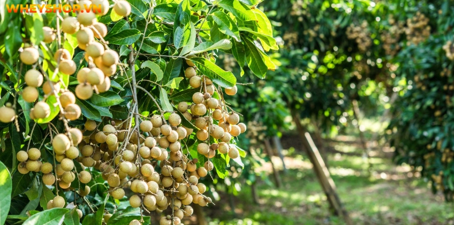 Nhãn được coi là trái cây nhiệt đới ngon bậc nhất không chỉ tại Việt Nam mà trên Thế Giới. Mặc dù ngon như vậy, nhưng nhãn bao nhiêu calo? Cùng WheyShop kiểm...