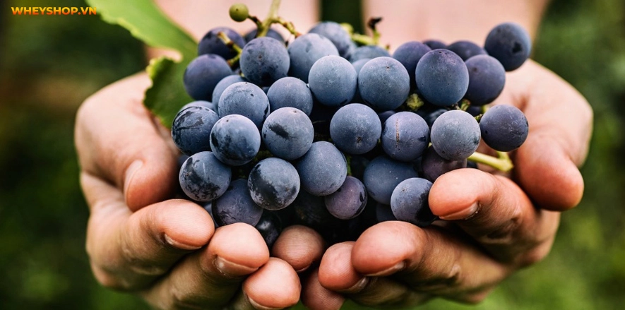 Nho được biết đến là một loại trái cây có hương vị ngọt thanh và rất tốt cho sức khỏe. Vậy nho bao nhiêu calo? Ăn nho có tăng cân không? Gợi ý 5+ cách giảm cân