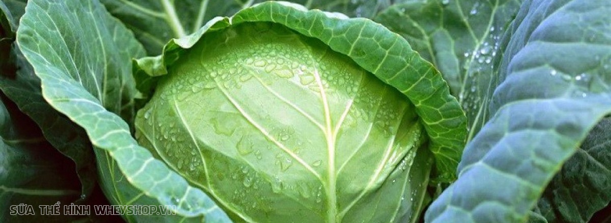 Tìm hiểu lựa chọn được những thực phẩm giàu Protein đảm bảo chế độ dinh dưỡng đầy đủ, hỗ trợ tăng cơ bắp nhanh chóng dành cho người tập gym, thể hình ...