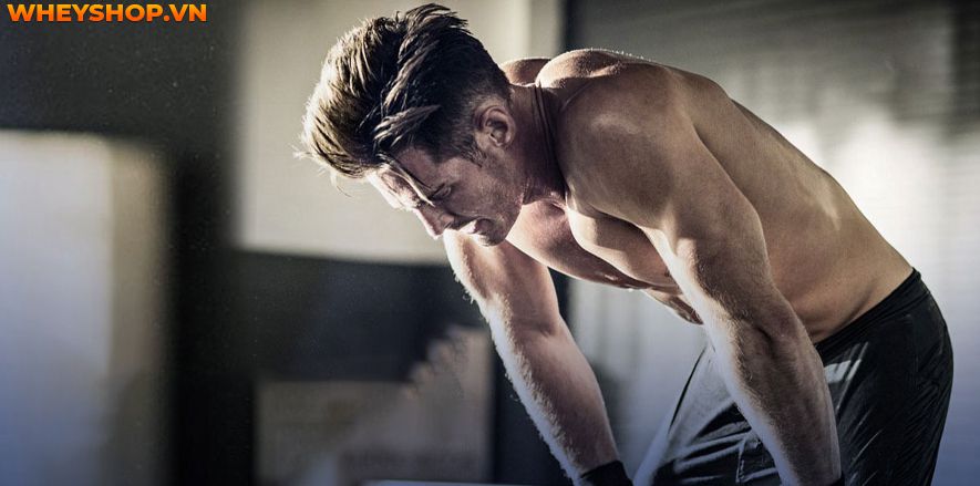 Bạn đã biết liệu mình đã tập gym sai cách hay không chưa? Cùng WheyShop tìm hiểu ngay 9 dấu hiệu của việc tập gym sai cách qua bài viết...