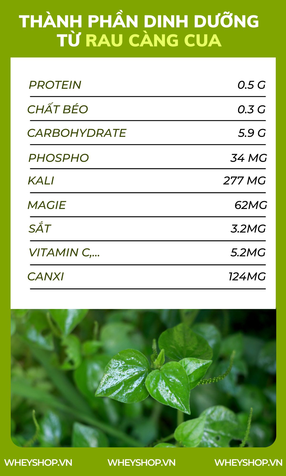 Rau càng cua là loại rau mọc dại ở Việt Nam, nhưng nó lại mang đến cho người dùng khá nhiều lợi ích không ngờ đến. Bài viết sau đây sẽ giúp bạn hiểu rõ hơn...