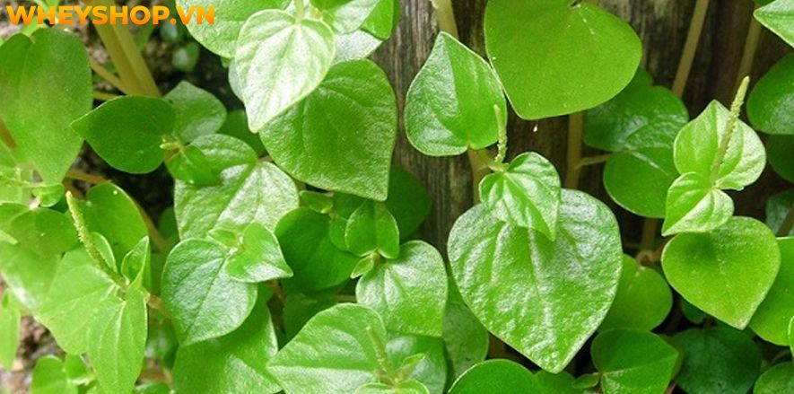 Rau càng cua là loại rau mọc dại ở Việt Nam, nhưng nó lại mang đến cho người dùng khá nhiều lợi ích không ngờ đến. Bài viết sau đây sẽ giúp bạn hiểu rõ hơn...