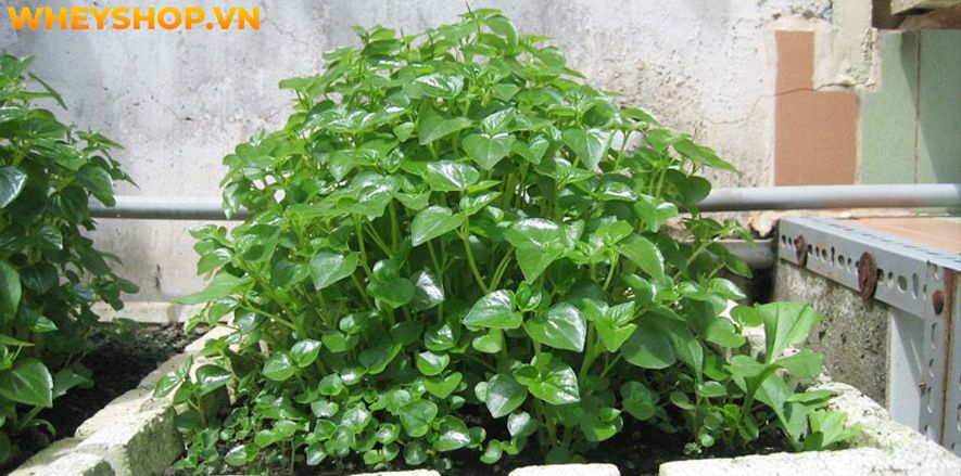 Rau càng cua là loại rau mọc dại ở Việt Nam, nhưng nó lại mang đến cho người dùng khá nhiều lợi ích không ngờ đến. Bài viết sau đây sẽ giúp bạn hiểu rõ hơn...