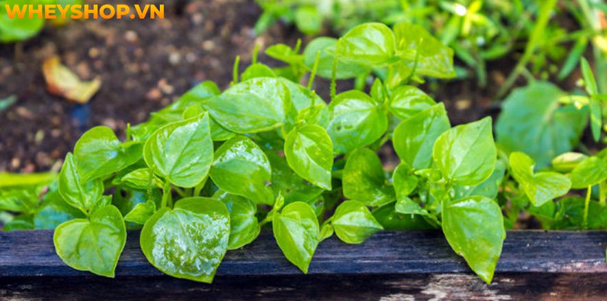 Rau càng cua là loại rau mọc dại ở Việt Nam, nhưng nó lại mang đến cho người dùng khá nhiều lợi ích không ngờ đến. Bài viết sau đây sẽ giúp bạn hiểu rõ hơn...