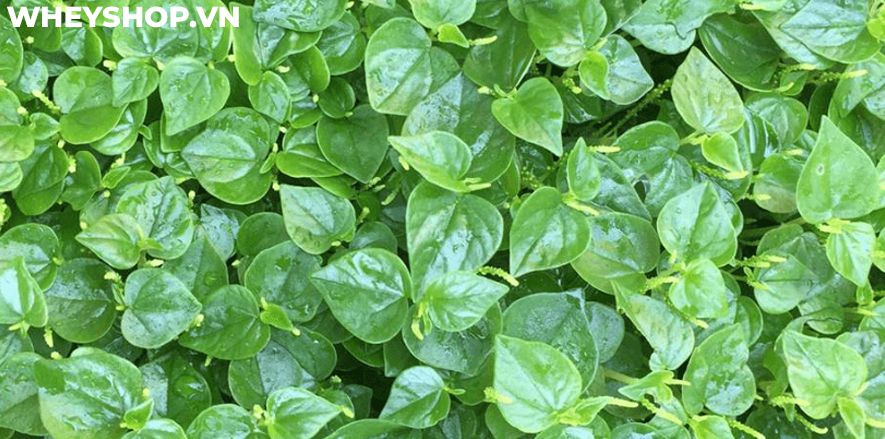 Rau càng cua là loại rau mọc dại ở Việt Nam, nhưng nó lại mang đến cho người dùng khá nhiều lợi ích không ngờ đến. Bài viết sau đây sẽ giúp bạn hiểu rõ hơn...