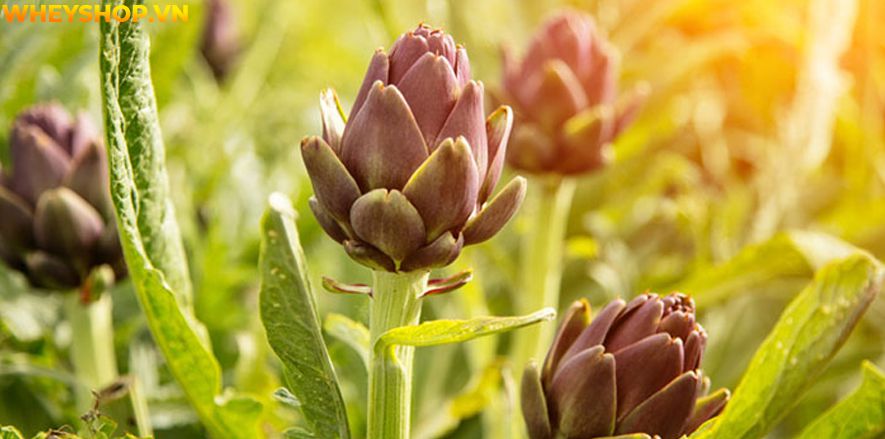 Thực phẩm giàu chất xơ có thể giúp bảo vệ chống lại ung thư, bệnh tim, đau nửa đầu, sỏi thận, PMS, béo phì và giúp hỗ trợ đường tiêu hóa khỏe mạnh, rất tốt...