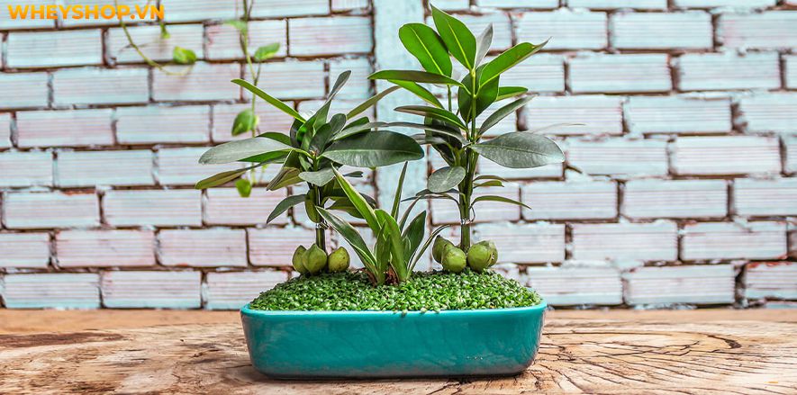 Trang trí Tết cổ truyền luôn là nét đẹp truyền thống của mỗi gia đình mỗi dịp Tết đến xuân về. Nếu bạn đang tìm kiếm ý tưởng trang trí Tết cổ truyền độc đáo,...