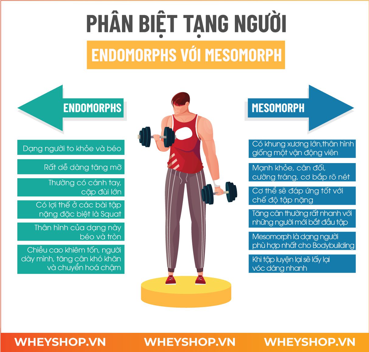 Nếu bạn chưa biết mình có phải tạng người Mesomorph để tập thể hình không thì hãy cùng WheyShop tìm hiểu thông qua bài viết sau nhé...