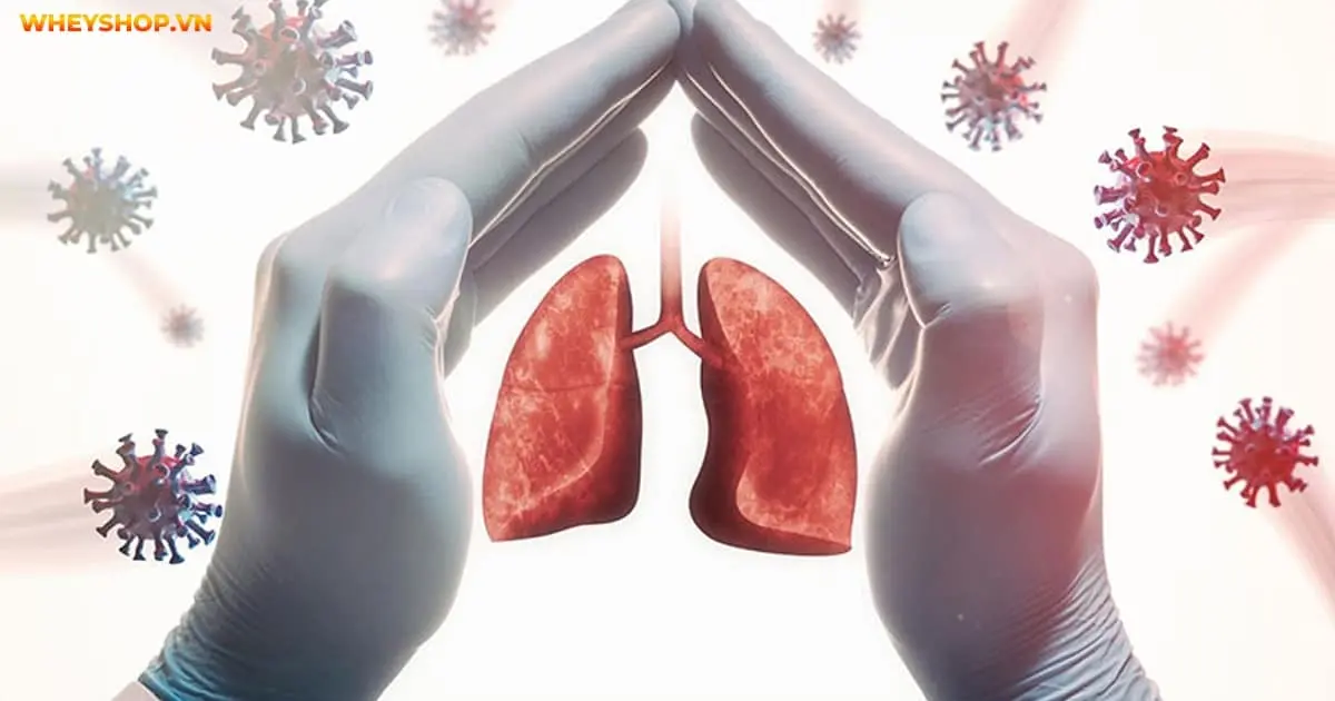 phoi-nam-o-dau-chuc-nang-cua-phoi-la-gi-4