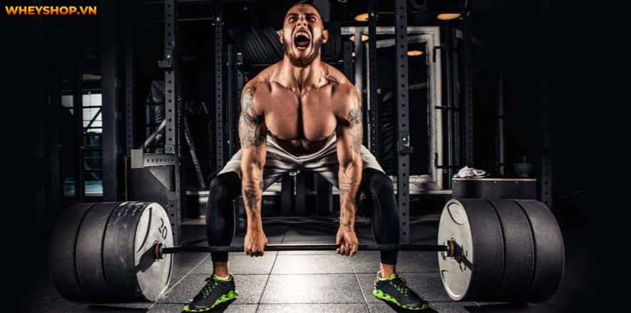 Pre-workout và Creatine tuy khác nhau về quy cách sản xuất và bảng thành phần nhưng 2 sản phẩm này đều có mục đích tăng sức mạnh, cải thiện thể lực cho...