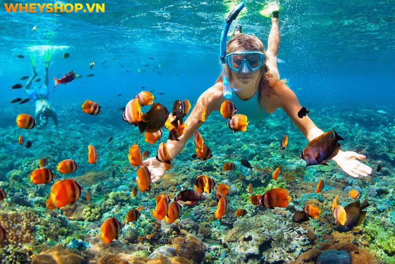 Snorkel là gì ? Bằng cách này, bạn có thể nhìn thấy san hô và sinh vật biển mà không sợ cá di chuyển và không phải nhịn thở một cách khó khăn, điều bạn cần...