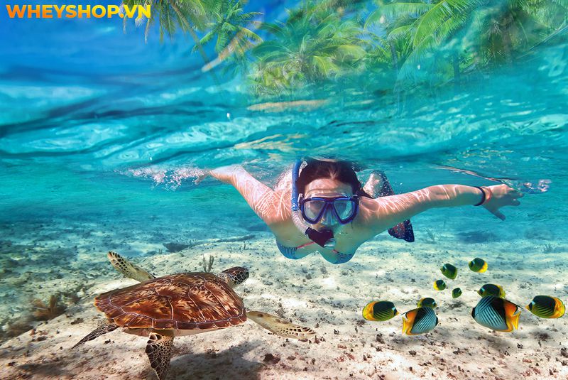 Snorkel là gì ? Bằng cách này, bạn có thể nhìn thấy san hô và sinh vật biển mà không sợ cá di chuyển và không phải nhịn thở một cách khó khăn, điều bạn cần...