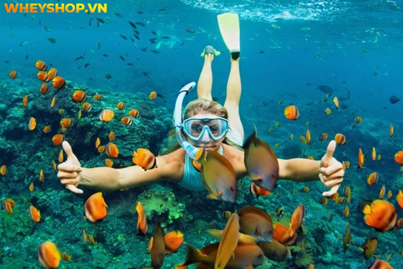 Snorkel là gì ? Bằng cách này, bạn có thể nhìn thấy san hô và sinh vật biển mà không sợ cá di chuyển và không phải nhịn thở một cách khó khăn, điều bạn cần...